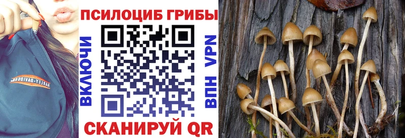 Купить  Тында  Галлюциногенные грибы Psilocybine cubensis 